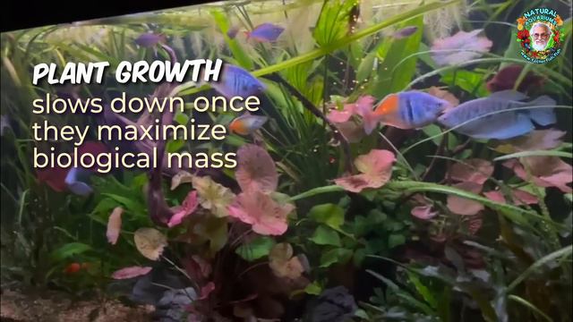 Create A Stunning Natural Aquarium: A Step-by-step Guide смотреть онлайн
