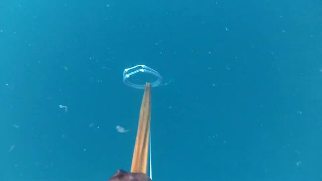 Подводная охота Крым, Пеламида 9.09.2012 arsi@охота Spearfishing in Black Sea. palamita sarda. смотреть онлайн