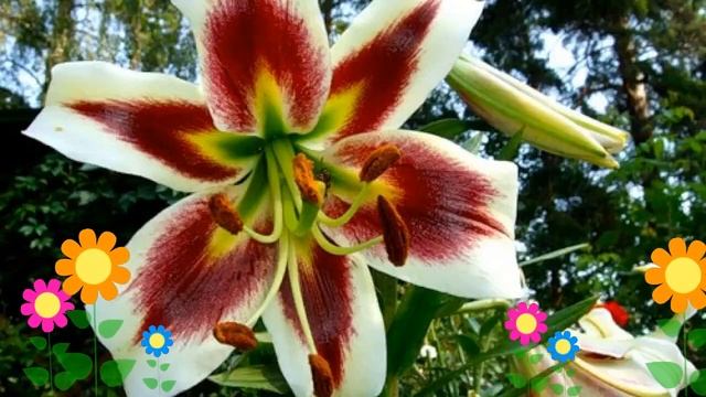 Лилия (Beverly dream). Краткий обзор: Лилия описание характеристик, где купить луковицы смотреть онлайн