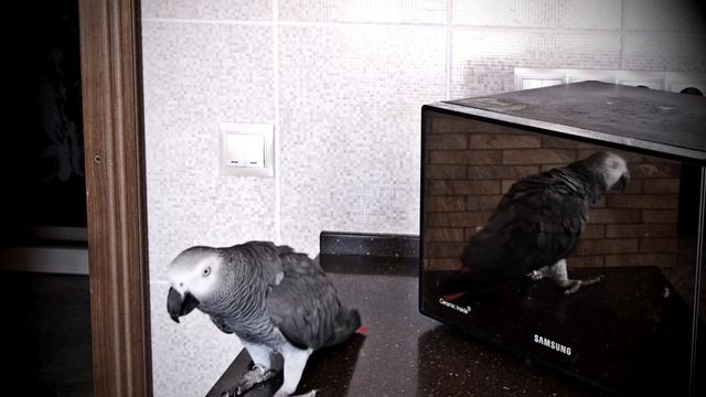 ЖАКО ПЕТРУНЯ УЧИТ СВОЁ ОТРАЖЕНИЕ ХОРОШИМ МАНЕРАМ?Я СМЕЯЛСЯ ДО СЛЁЗ смотреть онлайн