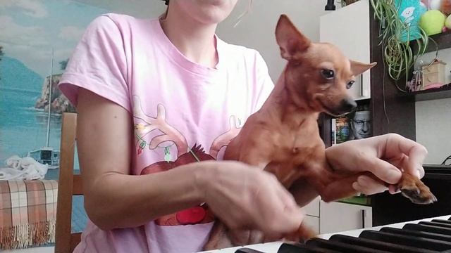 Собачий вальс смотреть онлайн
