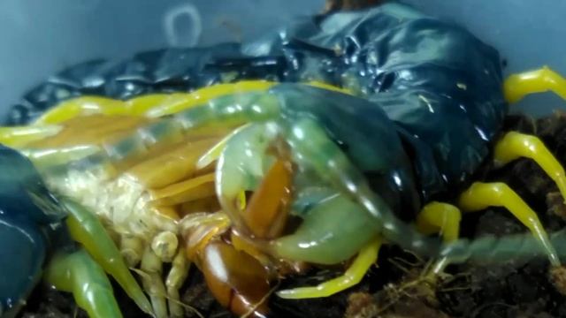 Сколопендра ест свой экзувий после линьки | scolopendra cingulata смотреть онлайн