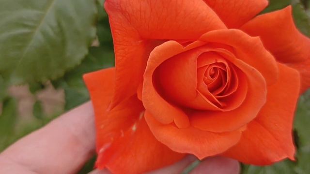 412.#22июня🌹Картина сада меняется каждый день 🌹Я опять про розы 🌹 смотреть онлайн