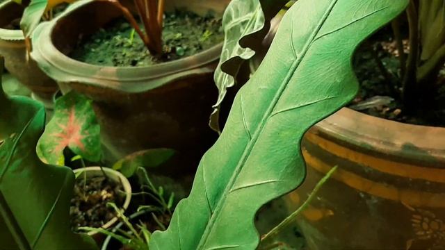 กล้วยแดงอินโด VS Alocasia 