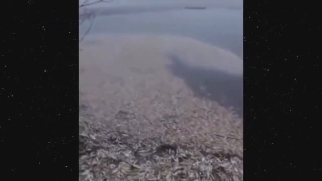 ЗАРЯДИСЬ ПОЗИТИВОМ!!! Кто, кроме них, может поднять Вам настроение..!? Смотрим... смотреть онлайн