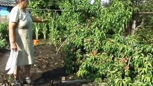 Экспедиция Ю.Бродского. Персик сеянец Шлихта.