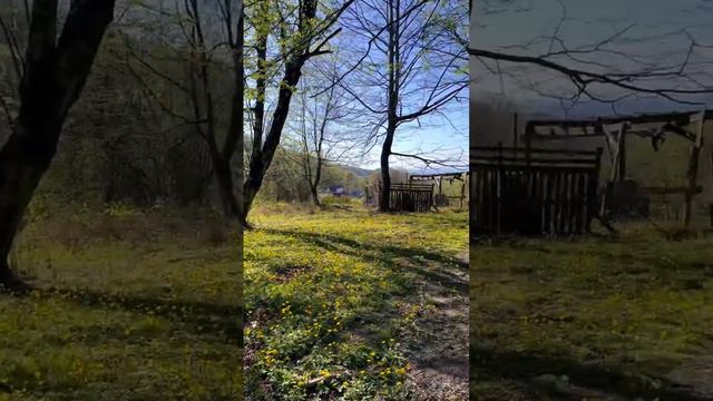 Лазаревское. Утро в весеннем лесу. смотреть онлайн