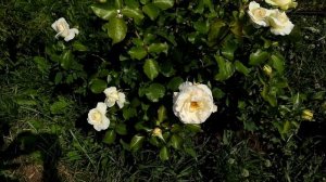 Обзор розы. Роза Шнеевальцер плетистая, Топалович