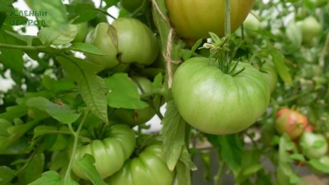 Томат БУГАЙ КРАСНЫЙ! Обзор сортов ТОМАТОВ! смотреть онлайн