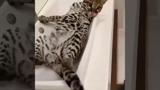 #.mp4 смотреть онлайн