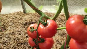 Томаты НОВИНКИ ;Пинквин ,Мануза ,Атия ,Амиго ,Пинк Самсон в теплице.