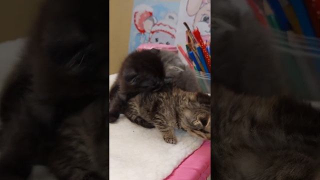 ?СМЕШНОЙ УРОК РИСОВАНИЯ для КОТЯТ?ТРИ КОТЁНКА. смотреть онлайн