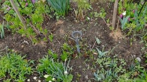 Самые красивые ТЮЛЬПАНЫ в моем саду. Какие бывают сорта тюльпанов и где купить?