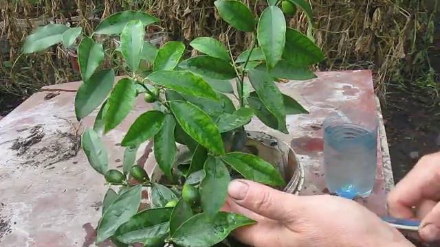 КУМКВАТ НАДО НЕ ТОЛЬКО ПРАВИЛЬНО ПОИТЬ И КОРМИТЬ,А И КУПАТЬ