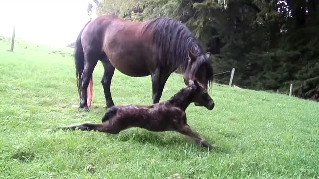 Дармуртский пони! (породы лошадей) смотреть онлайн