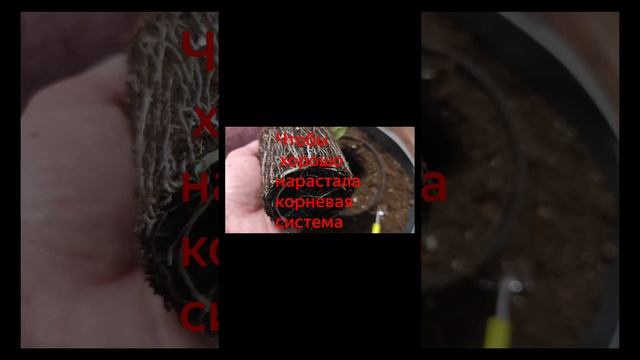 Наращиваем корневую систему смотреть онлайн