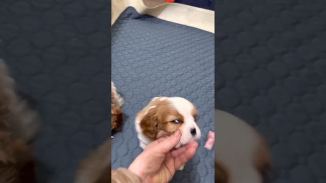 Мальчишки кавалеры, 1 мес и 3 недели