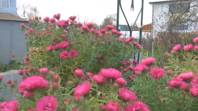 РОЗЫ- обрезаю,пригибаю,готовлю к укрытию/Последний букет роз смотреть онлайн