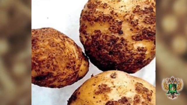 В двух регионах золотистой картофельной нематодой заражено более 13 тыс. га смотреть онлайн