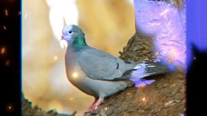 Топ 4 диких голубя.Часть1#Голуби#Топ 4#красивые голуби#дикие голуби