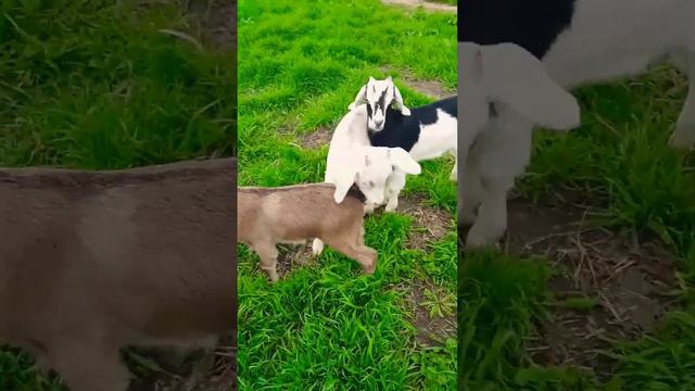 #малыш#козлята#коза#животные#animals#tiktok#top#best#video#games#игры#юмор#ютуб#любимая#love#ttf#tt смотреть онлайн