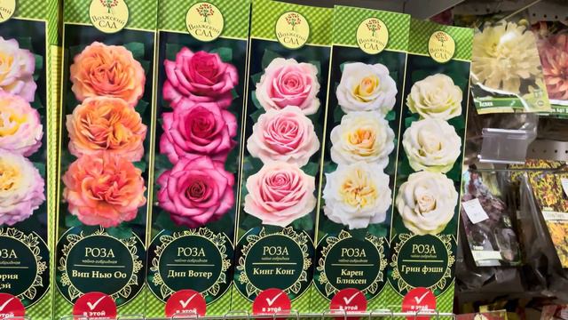 Розы , приехали саженцы очень красивых 🌹🌹🌹. смотреть онлайн
