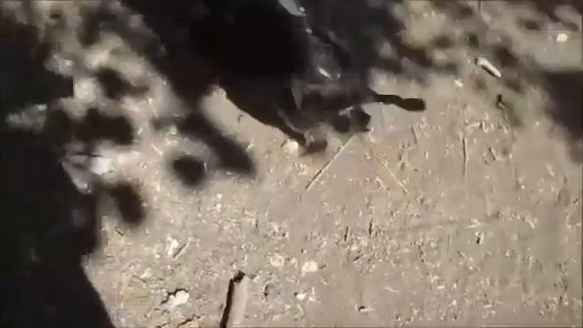 Собачка с Тачалова (9.08.18) смотреть онлайн