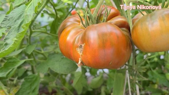 Томат ДРОБЛЕНОЕ СЕРДЦЕ или пересорт??? смотреть онлайн