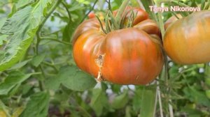 Томат ДРОБЛЕНОЕ СЕРДЦЕ или пересорт???