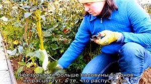 Как пасынковать георгины (подробная информация)