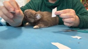 Чихуахуа ДЛИННОШЕРСТНЫЕ. Как приклеить уши щенку ЧИХУАХУА? Как стричь КОГТИ щенку безопасно?