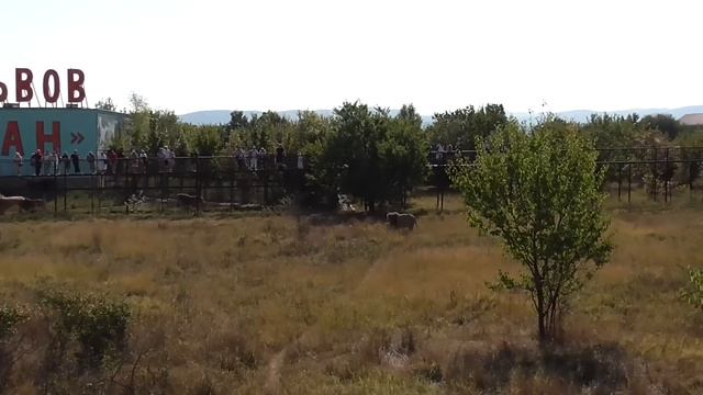 Чуку не до еды, а Чип и Дейл никогда не опаздывают! Парк львов 