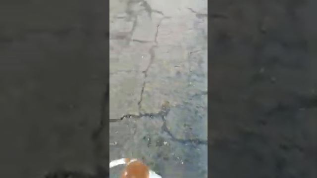 Кавалер Кинг Чарльз спаниель Ким.  #кавалер_кинг_чарльз_спаниель #прогулка #ким