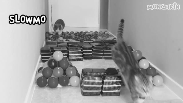 Can Cats Beat Jello Ball Pit Course? смотреть онлайн