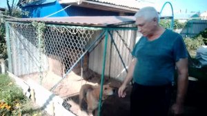 Приветствие канала "Охота с русской гончей на зайца русака и беляка."