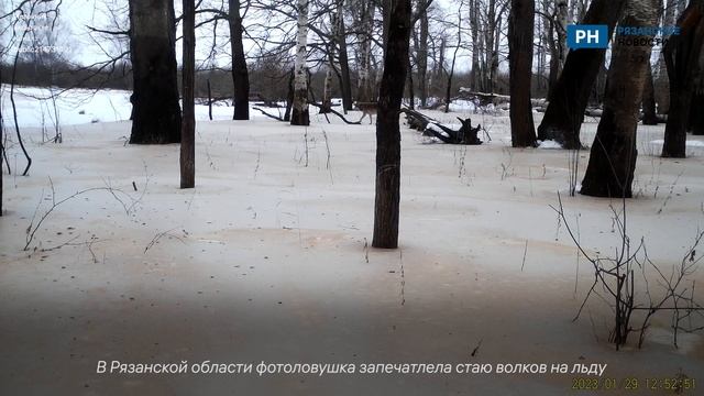 В Рязанской области фотоловушка запечатлела стаю волков на льду смотреть онлайн