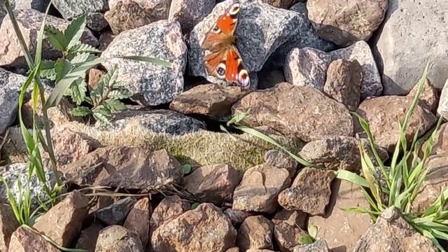УДИВИТЕЛЬНО, но жизнь продолжается*Бабочки Павлиний Глаз...? смотреть онлайн