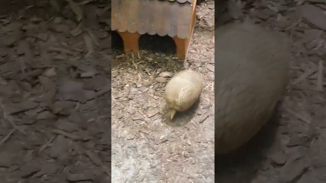 #shorts что это за зверь? Санкт-Петербург зоопарк смотреть онлайн