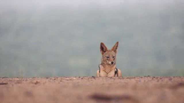 Zimanga Game Reserve смотреть онлайн