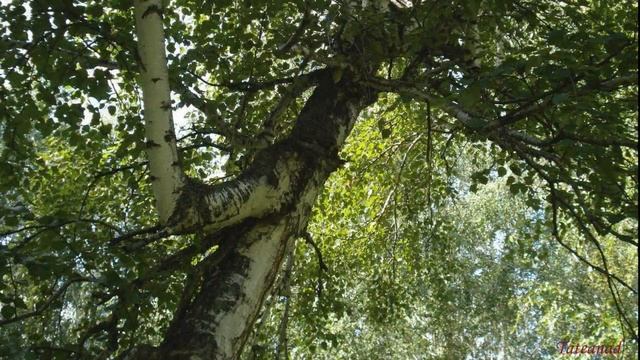 Березы, березы смотреть онлайн