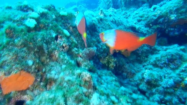 SANTORINI SCUBA Sphyraena sphyraena. Marine parade 2020. смотреть онлайн
