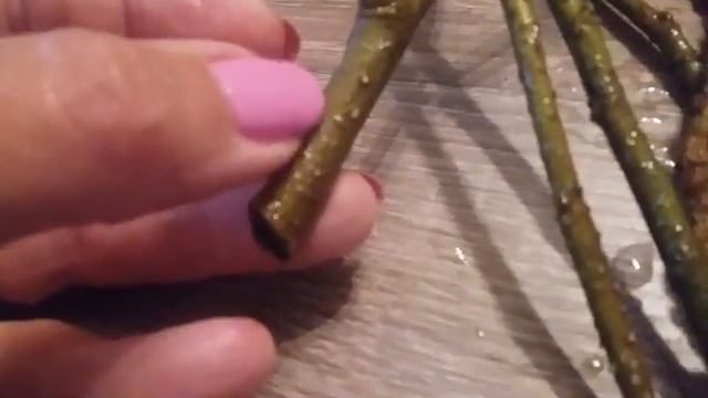 Лучший способ укоренения черенков с натуральным стимулятором роста. смотреть онлайн