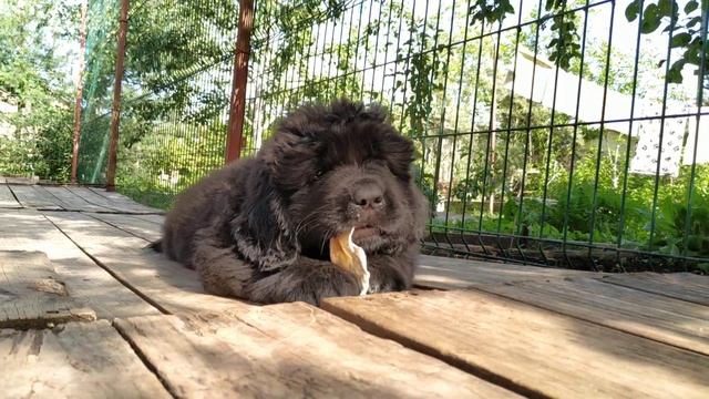 Питомник ньюфаундлендов "ЧЕРНАЯ МАФИЯ". Дегустация КРОЛИЧЬИХ УШЕК от "ЛАКОМКАГАВ" смотреть онлайн