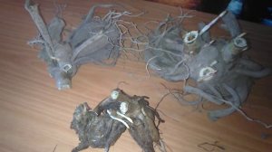 Георгины...Гниют клубни ..что я делаю ??