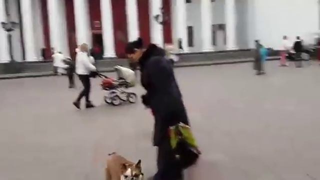 Бульдог - скейтбордист. смотреть онлайн