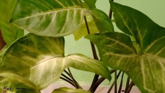 Arrowhead (Syngonium Podophyllum) plant Care, Propagation, Benefit & Tips. How To Grow Arrowhead..
