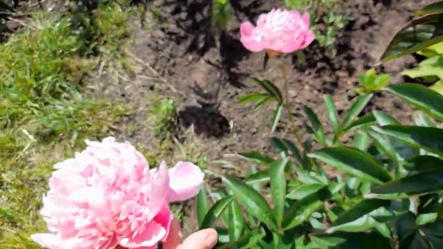 #пион #розовый / Пион молочноцветковый Месье Жюль Эли ( лат. paeonia Monsieur Jules Elie) смотреть онлайн