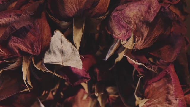 why did GOD chose only Aaron. смотреть онлайн