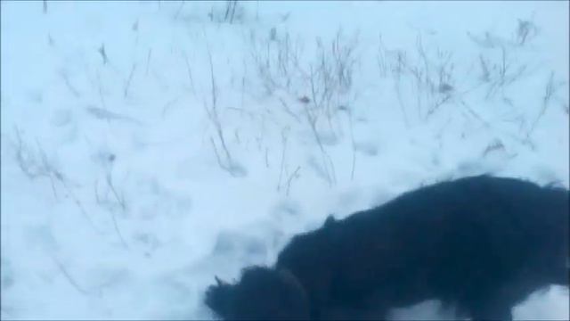 Спаниель по имени Джек смотреть онлайн