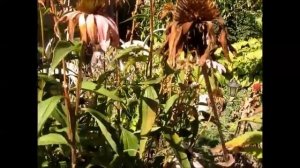 Собираем семена эхинацеи  пурпурной .